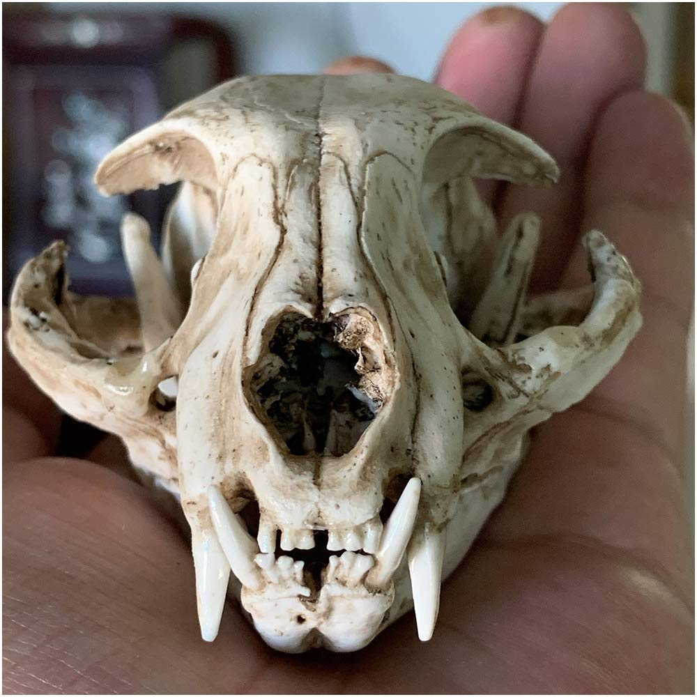 Amazon.co.jp: 学習小道具猫の頭蓋骨モデル-リアルな猫の頭蓋骨の頭の